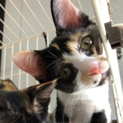 ４姉妹みーんな三毛！☆めじろ　メス　３ヶ月 - 大阪市