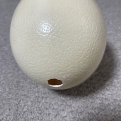 ダチョウの卵の殻の画像