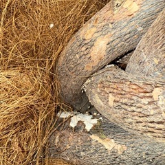 観葉植物(パキラ)問題有りの画像