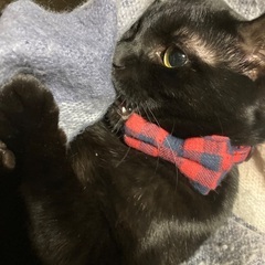 甘えん坊の黒猫ちゃん(生後6ヶ月)