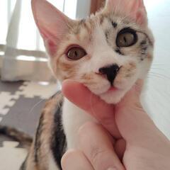 かわいい♡三毛猫そなちゃん
