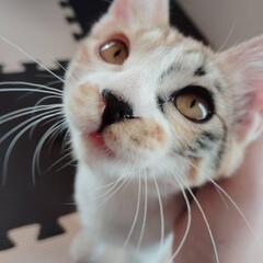かわいい♡三毛猫そなちゃん - 猫