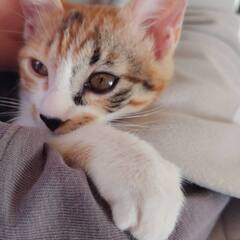 かわいい♡三毛猫そなちゃん − 千葉県