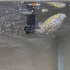 【譲り先確定】ミドリフグ生体＋水槽＋水槽台＋飼育セットの画像