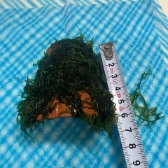 ウェローモス付き隠れ家の画像