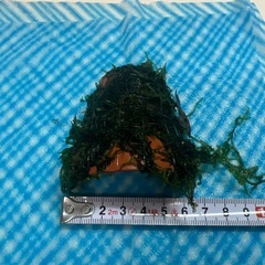 ウェローモス付き隠れ家