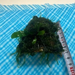 ウェローモス付き隠れ家の画像