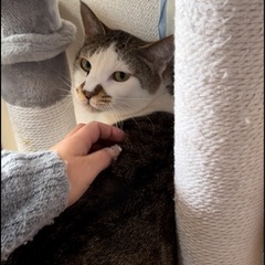 可愛いキジ白くん