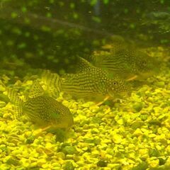 コリドラスステルバイ　小型淡水魚　10匹くらい