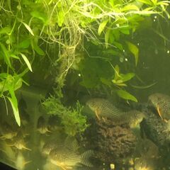 コリドラスステルバイ　小型淡水魚　10匹くらいの画像