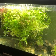 コリドラスステルバイ　小型淡水魚　10匹くらいの画像