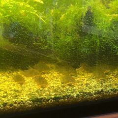 コリドラスステルバイ　小型淡水魚　10匹くらいの画像