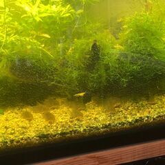 コリドラスステルバイ　小型淡水魚　10匹くらいの画像