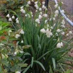 水仙（白スズラン）の画像