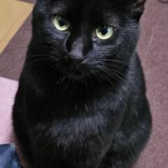 犬ともウサギとも仲良し黒猫