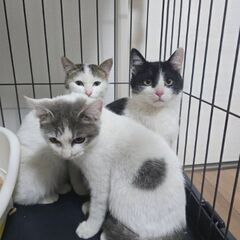 生後3～4ヶ月位　牛乳とポップコーンを食べさせられてた子猫達【2...