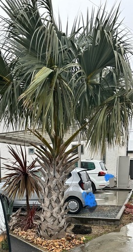 値段相談！サバルヤシ