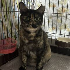 推定2～3歳位　寄り添って見守って下さる方募集です(^ー^)【4...