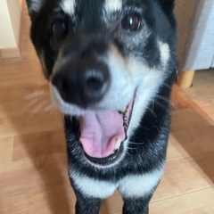 決まりました - 犬