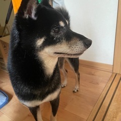 決まりました − 北海道