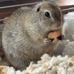 里親募集リチャードソンジリス