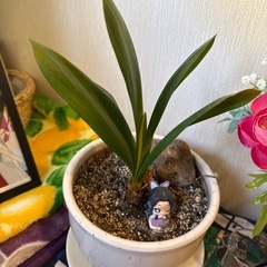 植物:君子蘭