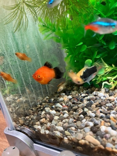 プラティ 熱帯魚 (yuzu) 五十市のその他の中古あげます・譲ります｜ジモティーで不用品の処分
