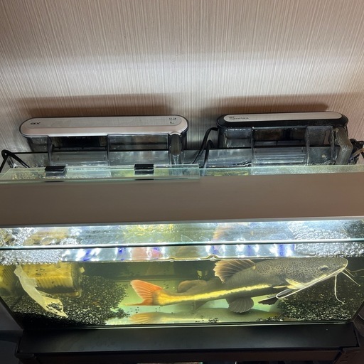 レッドテールキャット個体と水槽・濾過装置全て