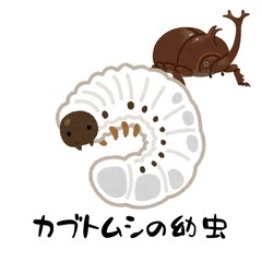 【無料】カブトムシの幼虫