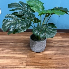 観葉植物