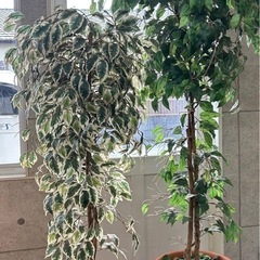 決まりました　フェイク　観葉植物　2点まとめて　インテリア　中古...