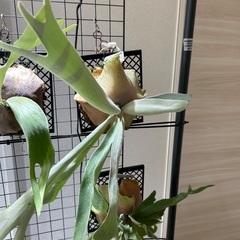 ビカクシダ　ピューチャン(交渉中)