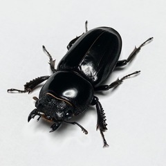 ツシマヒラタ クワガタ メス単