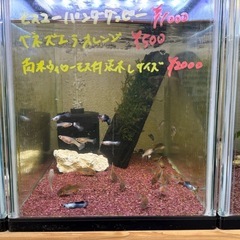モスコーパンダグッピー
