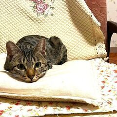 りりしいココちゃん！ - 生駒市