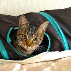 りりしいココちゃん！ - 猫