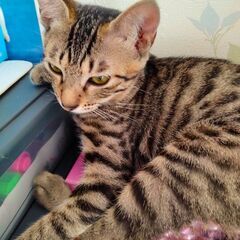 りりしいココちゃん！ - 里親募集