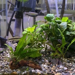 【売約済】熱帯魚各種