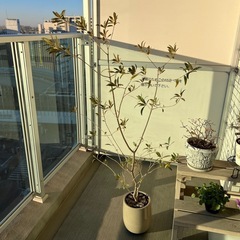 【植物】オリーブの木