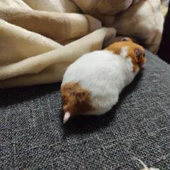 ゴールデンハムスター（あまぐり）