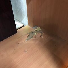 ▼値下げ▼水槽セット 水槽 すいそう 120×45×45㎝ 水槽台 ライト 小物 総額126280円🚚自社配送時💳代引き可🚚(現金、クレジット、スマホ決済対応)の画像
