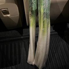 ネギ10本 の画像