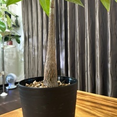 パキラ実生株の画像