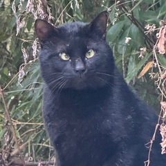 黒猫を探している飼主さんはいませんか？