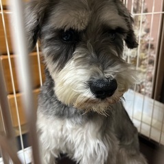 4歳のミニチュアシュナウザー - 横須賀市