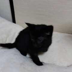 黒猫くん１ヶ月半（お話中）