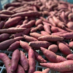 紅はるか 1kg 400円