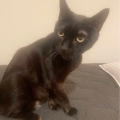 里親様募集致します。助けてください。