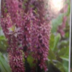 ユーコミス（濃紫系）の画像