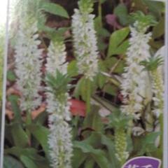 ユーコミス（白）の画像